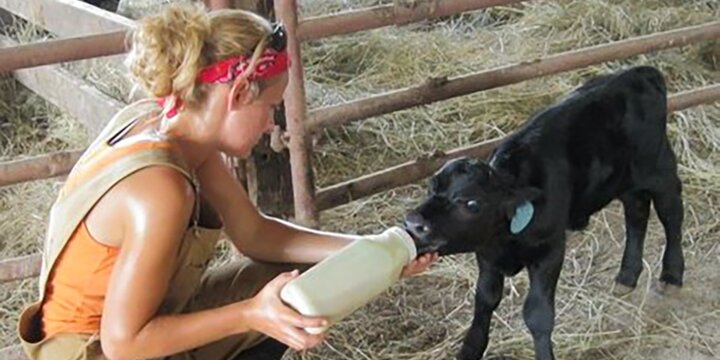 Student feeds a black calf a bottle.