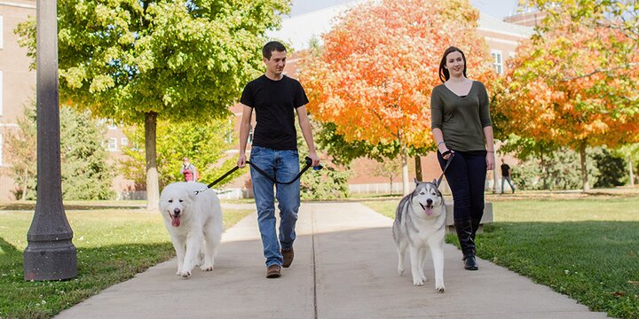 Students walking dogs on campus.