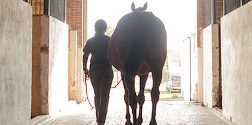 Silhouette of a student walking a horse out of the stable