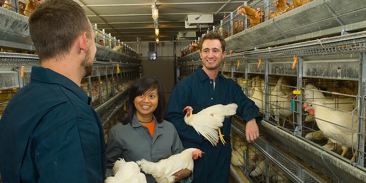 Students and instructor hold chickens at Poultry Research Farm